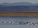 E Lower Klamath NWR 003